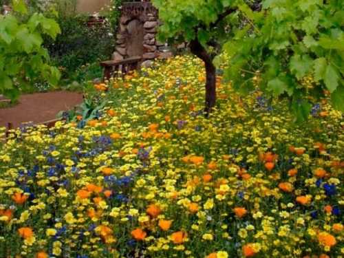 Как правильно стричь газон Как правильно стричь газон