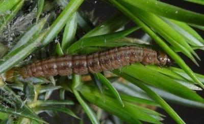 Можжевельник Блю Альпс: особенности посадки и ухода