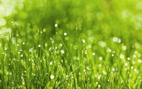 Как правильно поливать газон Как правильно поливать газон