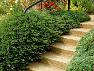 Можжевельник Блю Альпс: особенности посадки и ухода