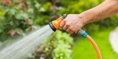 Рододендрон листопадный в дизайне сада: использование, выращивание и уход