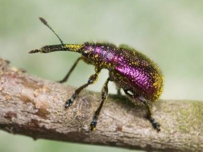 Обработка сада после цветения: чем опрыскивать растения для защиты от вредителей и болезней? Обработка сада после цветения: чем опрыскивать растения для защиты от вредителей и болезней?