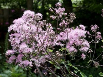 Василистник делавея — очаровательное украшение сада: выращивание и использование в дизайне