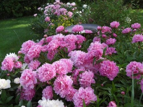 Используем пионы в дизайне участка