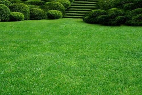 Как правильно поливать газон Как правильно поливать газон