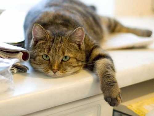 Как выбрать ПВХ подоконник Как выбрать ПВХ подоконник