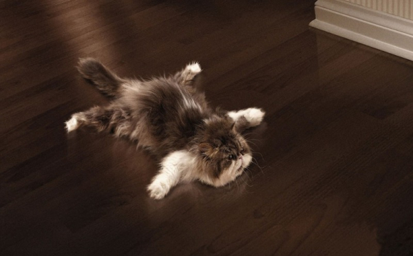 Современное напольное покрытие для дома и квартиры Современное напольное покрытие для дома и квартиры