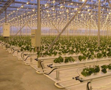 Натриевые лампы: разновидности, технические параметры, сфера применения + правила выбора Натриевые лампы: разновидности, технические параметры, сфера применения + правила выбора