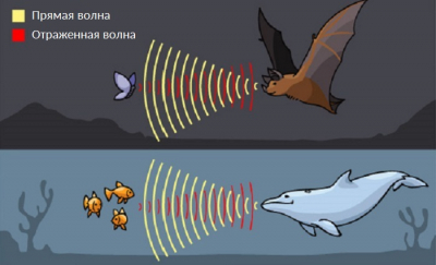 Измерение расстояния ультразвуком и ультразвуковые датчики